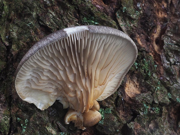 hliva ustricovitá Pleurotus ostreatus (Jacq.) P. Kumm.