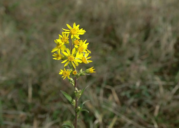 zlatobyľ obyčajná Solidago virgaurea L.