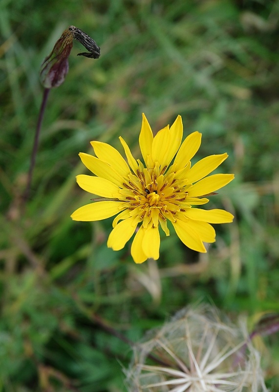 kozobrada lúčna Tragopogon pratensis L.