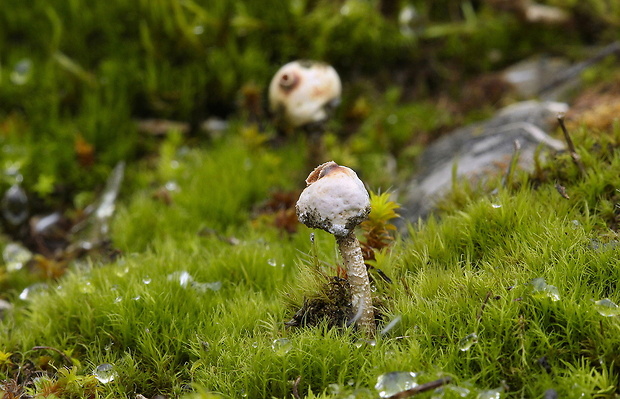 stopkovec zimný Tulostoma brumale Pers.