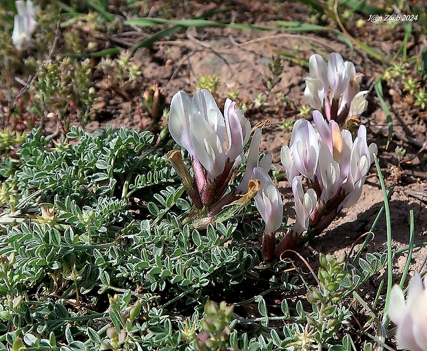 kozinec Astragalus rupifragus A.K. Becker