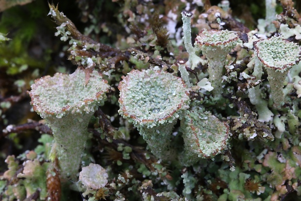 dutohlávka maďarská Cladonia magyarica Vain. ex Gyeln.