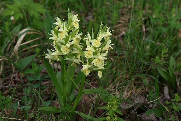 vstavačovec bazový Dactylorhiza sambucina (L.) Soó