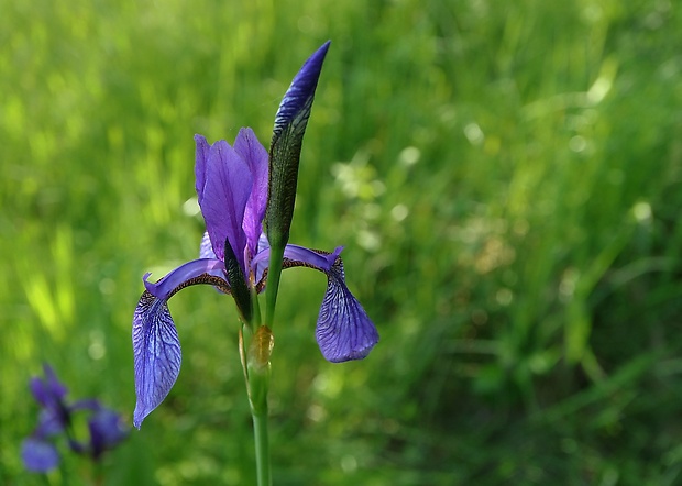 kosatec sibírsky Iris sibirica L.