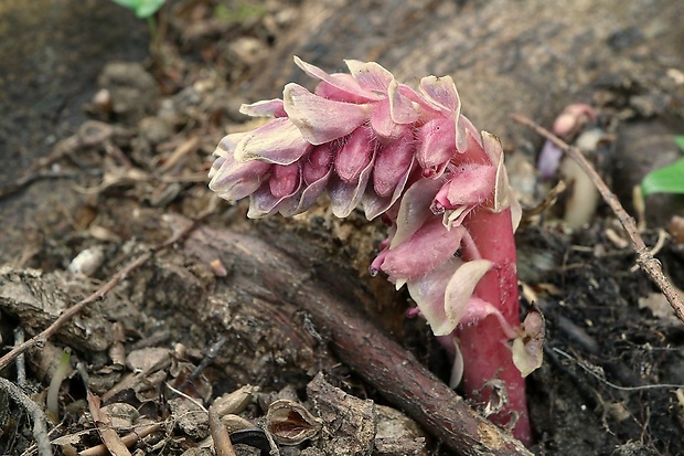 zubovník šupinatý Lathraea squamaria L.