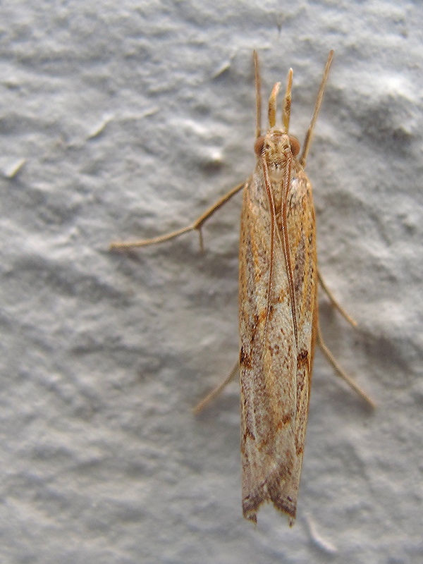 trávovec kostravový Pediasia contaminella