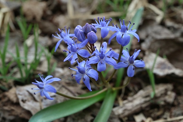 scila karpatská Scilla kladnii Schur