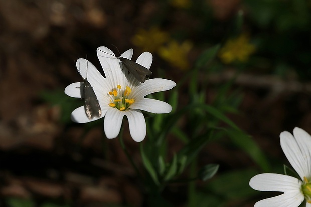 hviezdica veľkokvetá Stellaria holostea L.