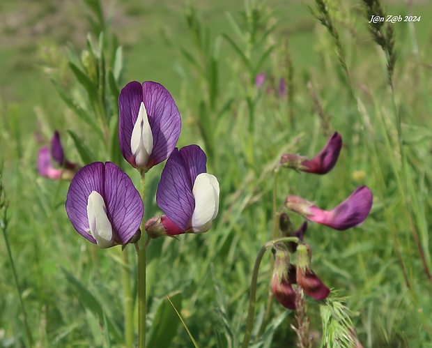 vika Vicia subvillosa (Ledeb.) Boiss.