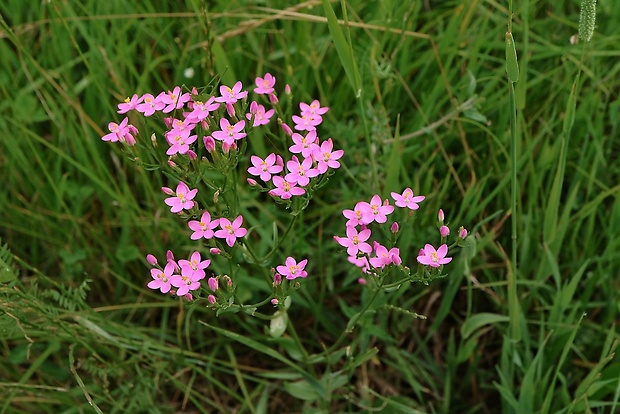 zemežlč menšia Centaurium erythraea Rafn