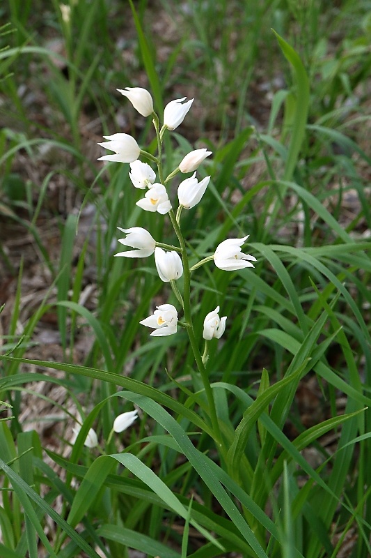 prilbovka dlholistá Cephalanthera longifolia (L.) Fritsch