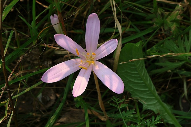 jesienka obyčajná Colchicum autumnale