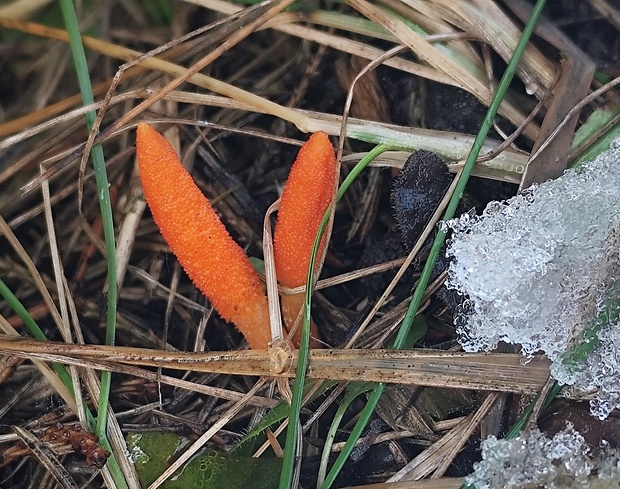 žezlovka hmyzová Cordyceps militaris (Fr.) Link