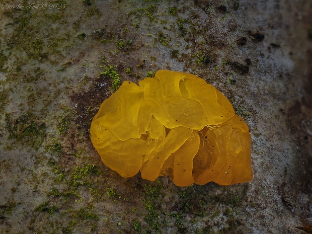 slzovec Dacrymyces sp.