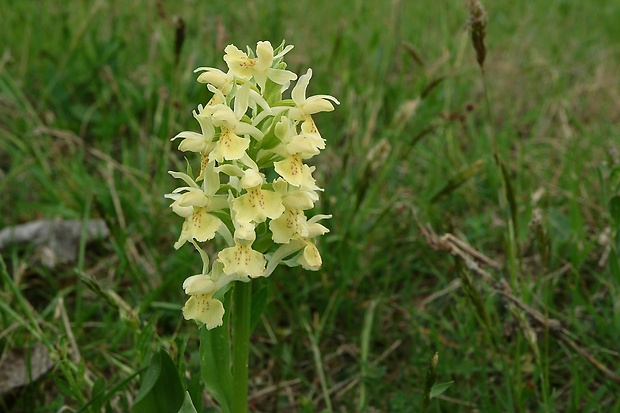 vstavačovec bazový Dactylorhiza sambucina (L.) Soó