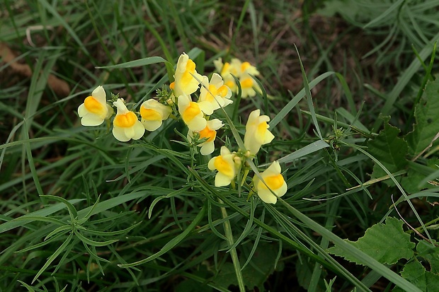 pyštek obyčajný Linaria vulgaris Mill.