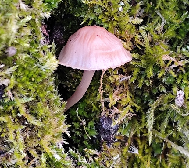 prilbička Mycena sp.