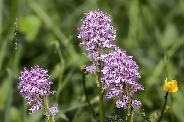 neotinea trojzubá Neotinea tridentata