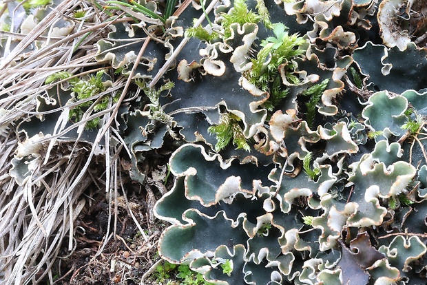 štítnatec červenkastý Peltigera rufescens Hook. f.