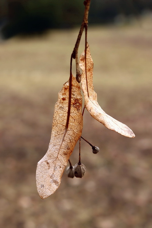 lipa malolistá-semeno Tilia cordata