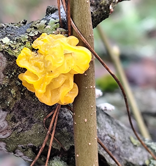 rôsolovka zlatožltá Tremella mesenterica Retz.