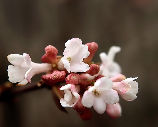 kalina voňavá Viburnum farreri Stearn