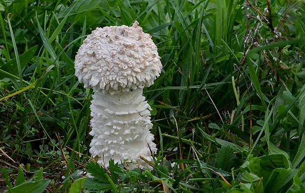 muchotrávka Vittadiniho Amanita vittadinii (Moretti) Vittad.