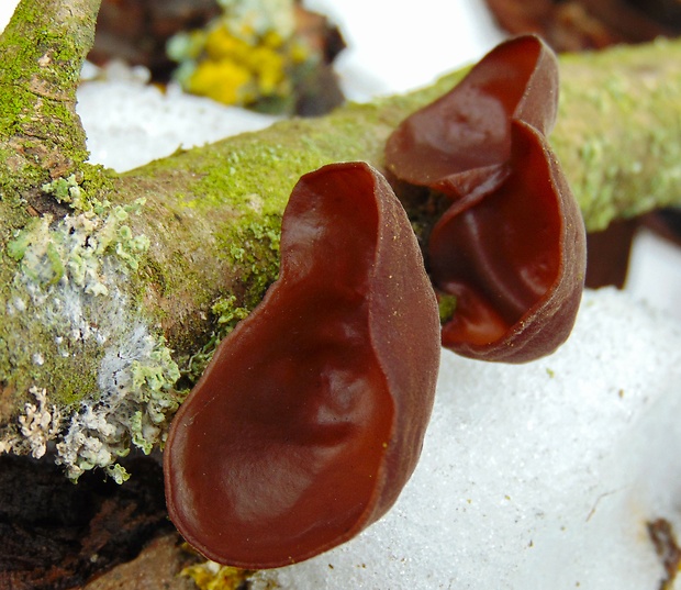 uchovec bazový Auricularia auricula-judae (Bull.) Quél.