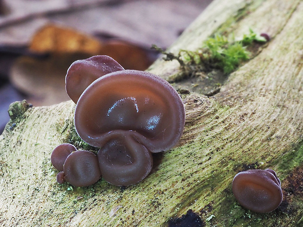 uchovec bazový Auricularia auricula-judae (Bull.) Quél.