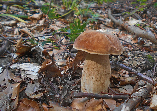 hríb dubový Boletus reticulatus Schaeff.