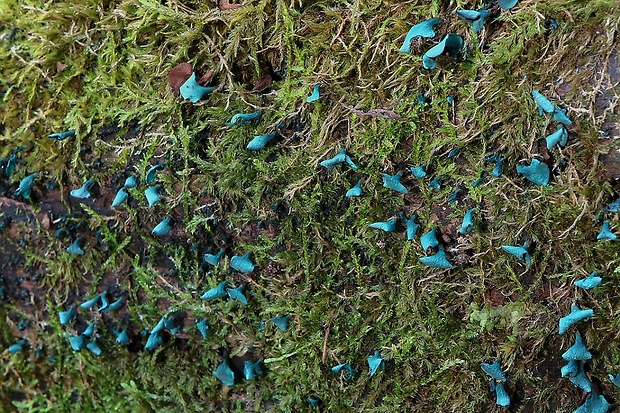 zelenica Chlorociboria sp.