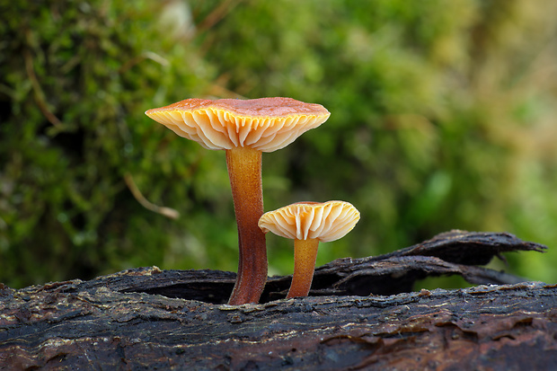 plamienka Flammulina sp.