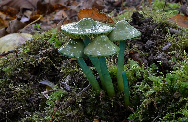 lúčnica žltozelená Gliophorus psittacinus (Schaeff.) Herink