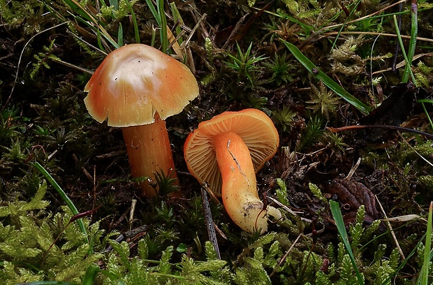 lúčnica granátovočervená Hygrocybe punicea (Fr.) P. Kumm.