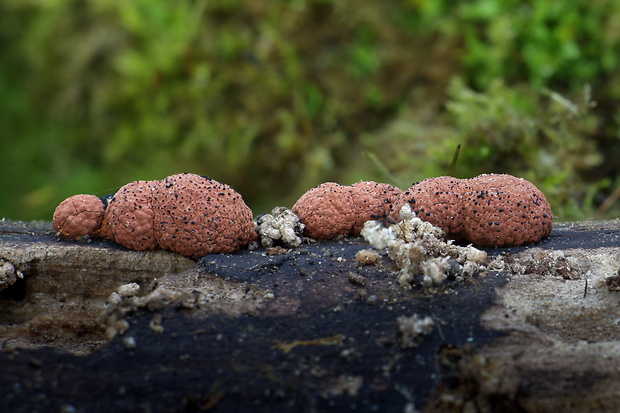 drevovček bukový ? Hypoxylon fragiforme ? (Pers.) J. Kickx f.