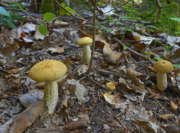 kozák hrabový Leccinum pseudoscabrum (Kallenb.) Šutara