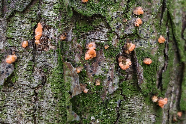 hlivka červená Nectria cinnabarina (Tode) Fr.