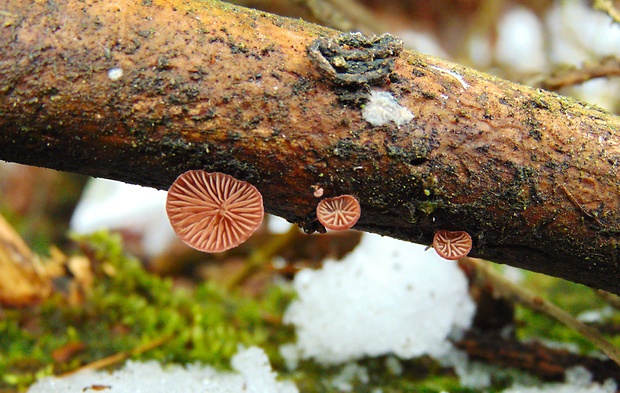 pňovka fialovohnedá Panellus violaceofulvus (Batsch) Singer