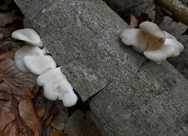 hliva buková Pleurotus pulmonarius (Fr.) Quél.