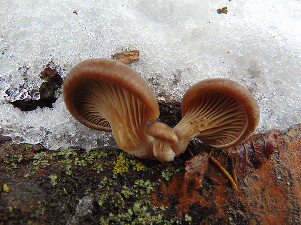 hliva Pleurotus sp.