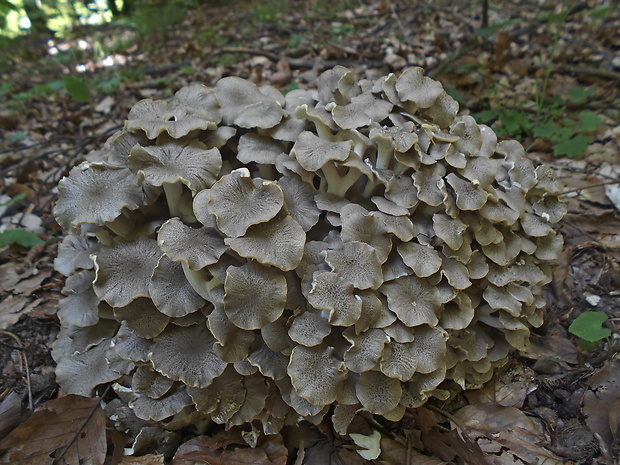 trúdnik klobúčkatý Polyporus umbellatus (Pers.) Fr.