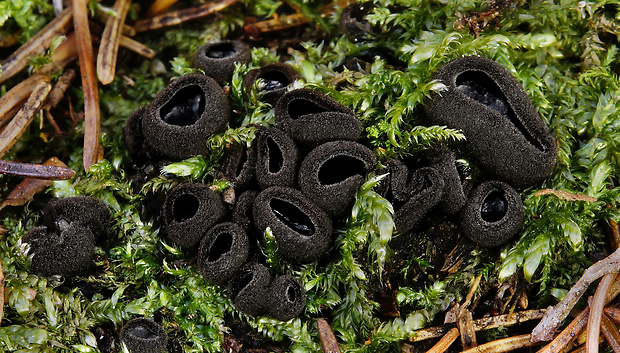 misôčka Pseudoplectania sp.