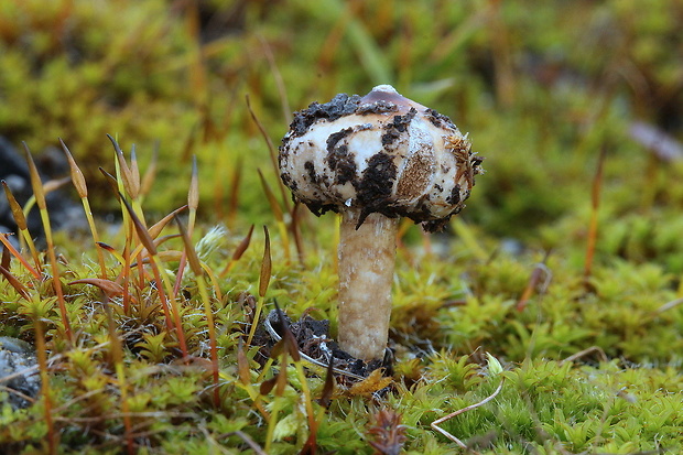 stopkovec zimný Tulostoma brumale Pers.