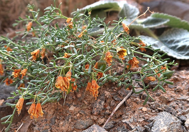 Zygophyllum kegense Boriss.  Boriss.