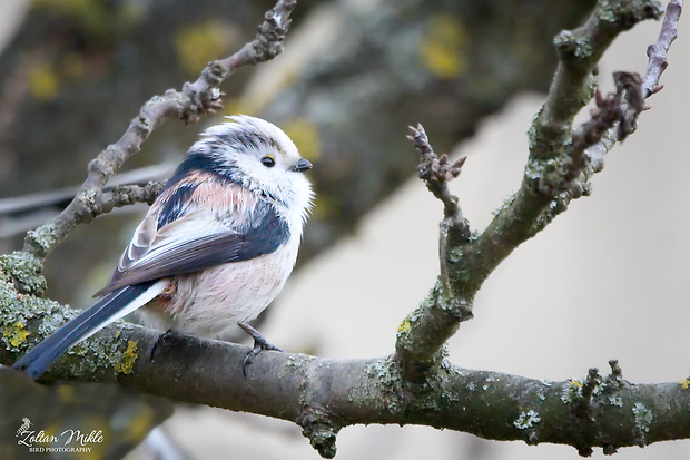 mlynárka dlhochvostá Aegithalos caudatus