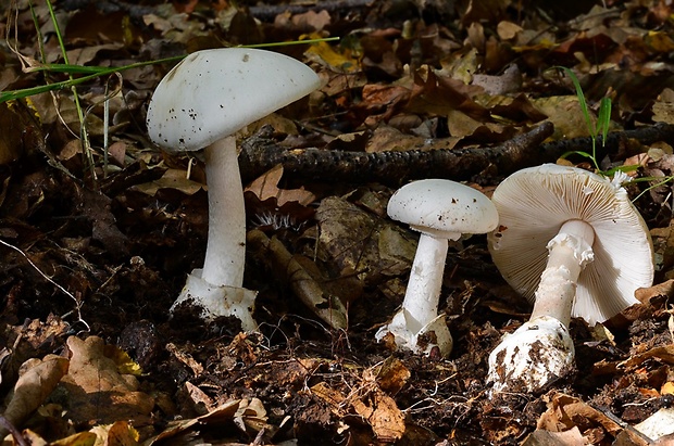 muchotrávka biela Amanita verna (Bull.) Lam.