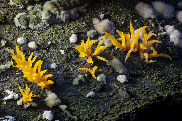 parôžkovec malý Calocera cornea (Fr.) Loud.