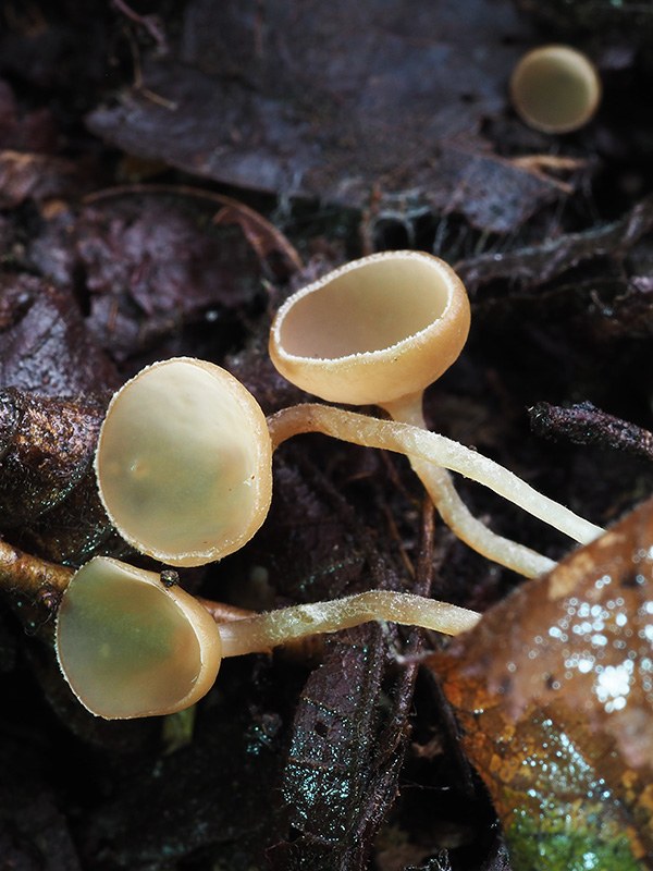 jahňadka Ciboria sp.