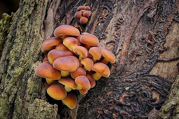 plamienka Flammulina sp.