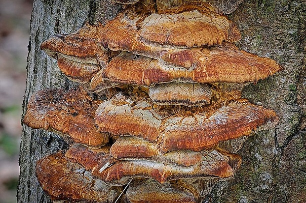 ryšavec lúčový Inonotus radiatus (Sowerby) P. Karst.